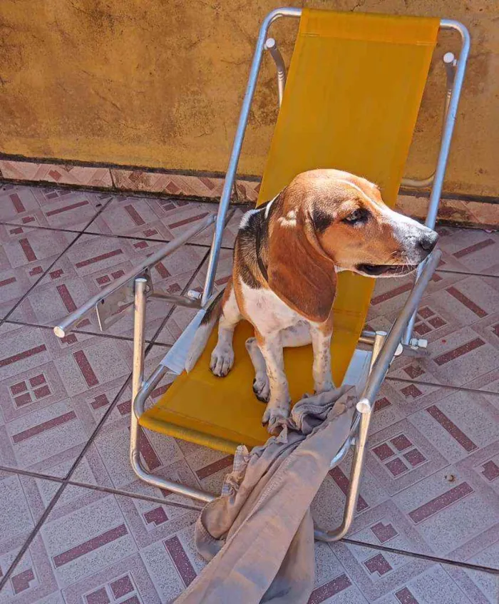Cachorro ra a Beagle idade 1 ano nome Léia