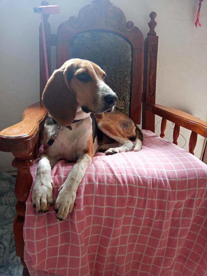 Cachorro ra a Beagle idade 1 ano nome Léia
