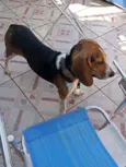 Léia