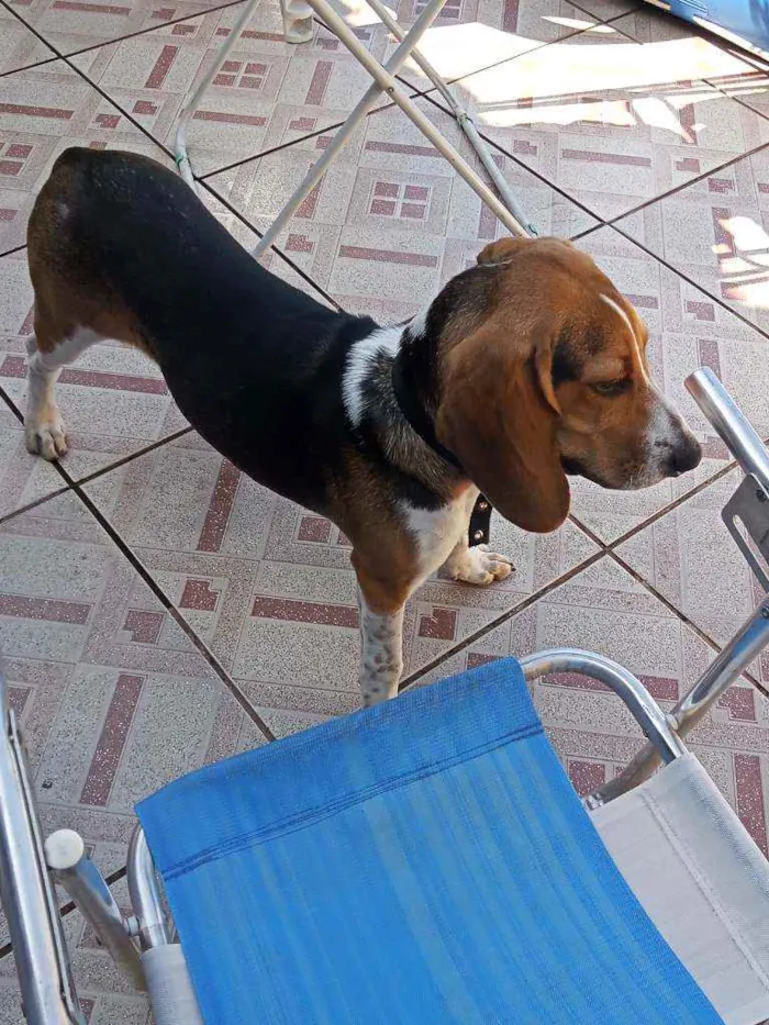 Cachorro ra a Beagle idade 1 ano nome Léia