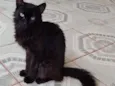 Morceguinha