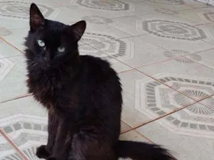 Gato raça SRD idade 1 ano nome Morceguinha