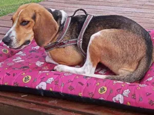 Cachorro raça Beagle idade 1 ano nome Léia