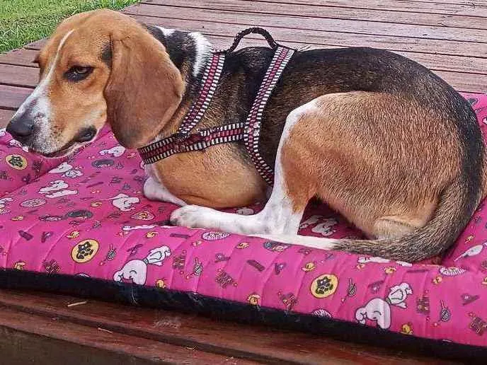 Cachorro ra a Beagle idade 1 ano nome Léia
