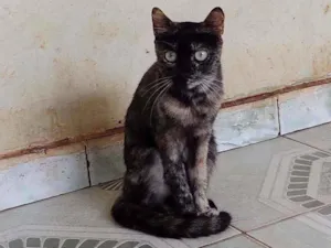 Gato raça SRD idade 7 a 11 meses nome Lua