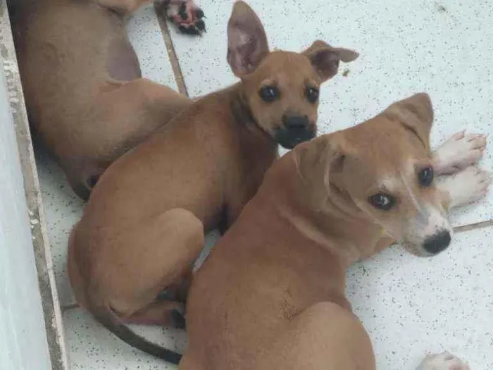 Cachorro raça Vira lata idade 2 a 6 meses nome Sem nome