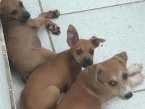Cachorro raça Vira lata idade 2 a 6 meses nome Sem nome