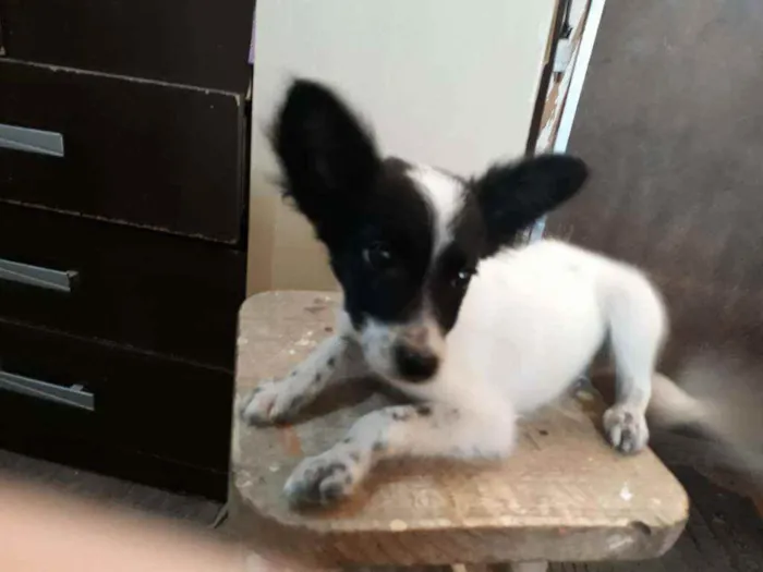 Cachorro ra a Border Collie, poodle, srd idade 2 a 6 meses nome Panda