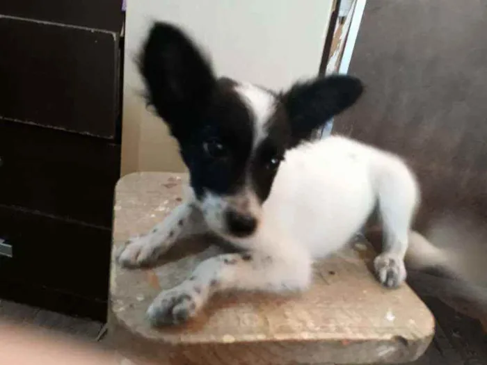 Cachorro ra a Border Collie, poodle, srd idade 2 a 6 meses nome Panda