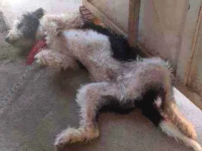 Cachorro ra a Mestiça  idade 2 a 6 meses nome Mancha 