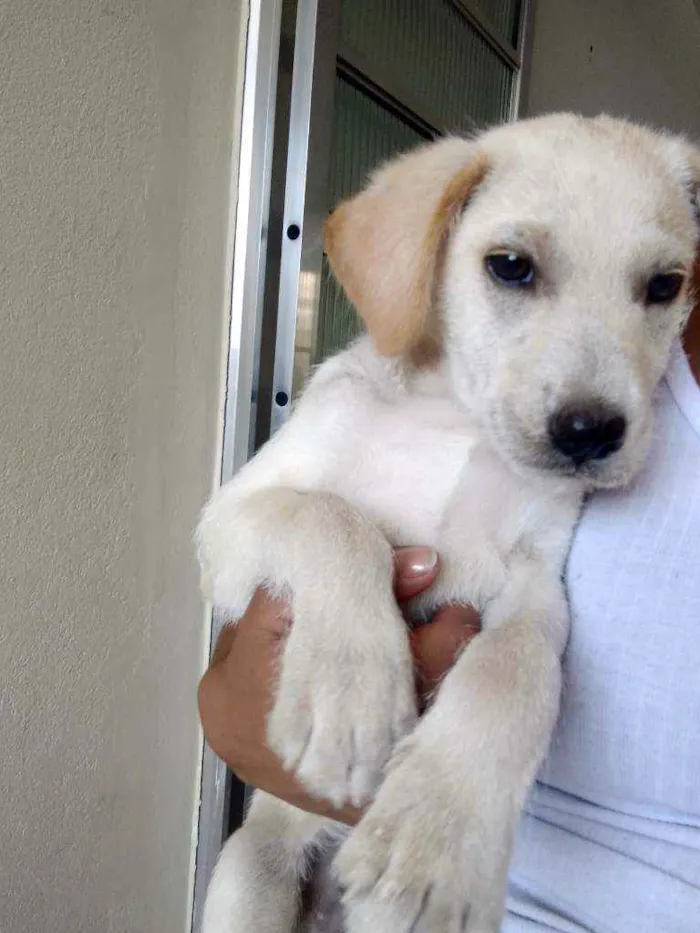 Cachorro ra a  idade 2 a 6 meses nome Não tem nome