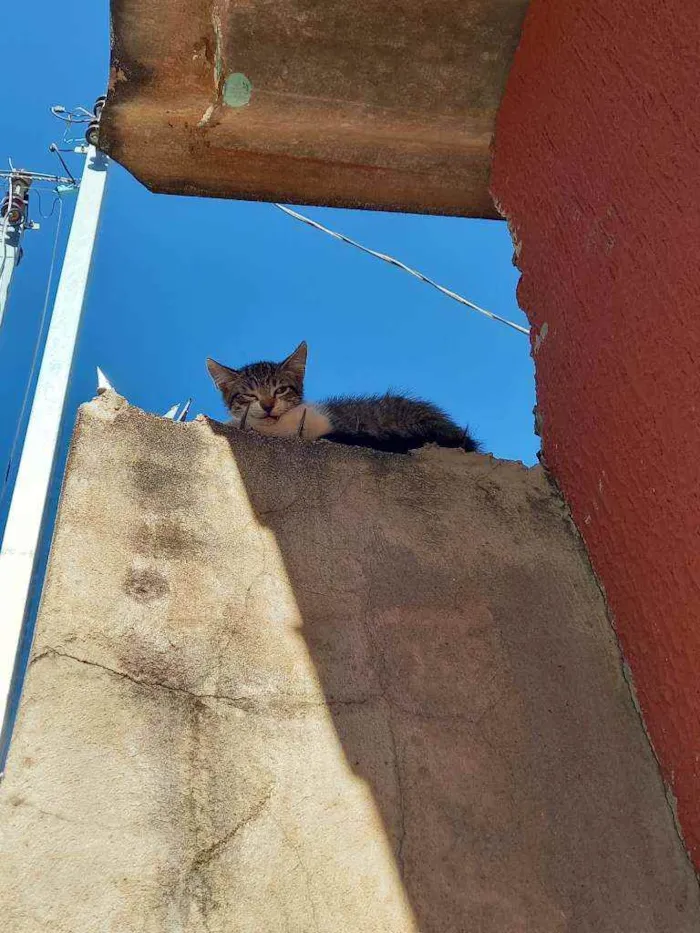 Gato ra a SRD idade Abaixo de 2 meses nome Sem nome