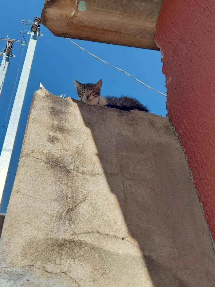 Gato ra a SRD idade Abaixo de 2 meses nome Sem nome