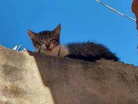Gato ra a SRD idade Abaixo de 2 meses nome Sem nome