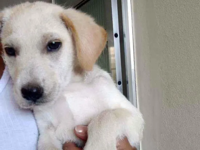 Cachorro ra a  idade 2 a 6 meses nome Não tem nome