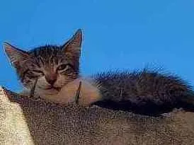 Gato raça SRD idade Abaixo de 2 meses nome Sem nome