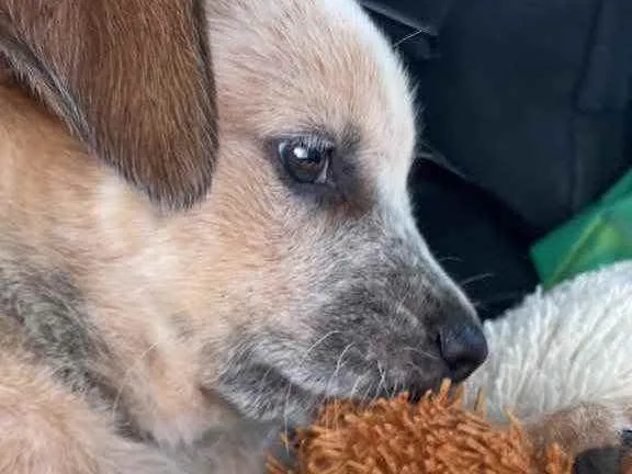 Cachorro ra a border collie e cattle dog idade Abaixo de 2 meses nome teo