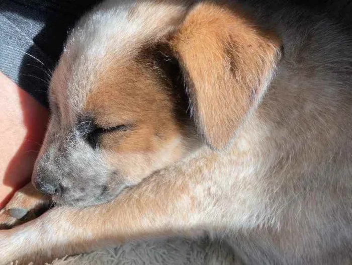 Cachorro ra a border collie e cattle dog idade Abaixo de 2 meses nome teo