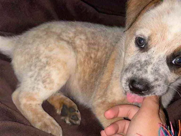 Cachorro ra a border collie e cattle dog idade Abaixo de 2 meses nome teo