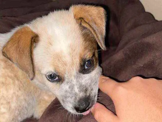 Cachorro ra a border collie e cattle dog idade Abaixo de 2 meses nome teo