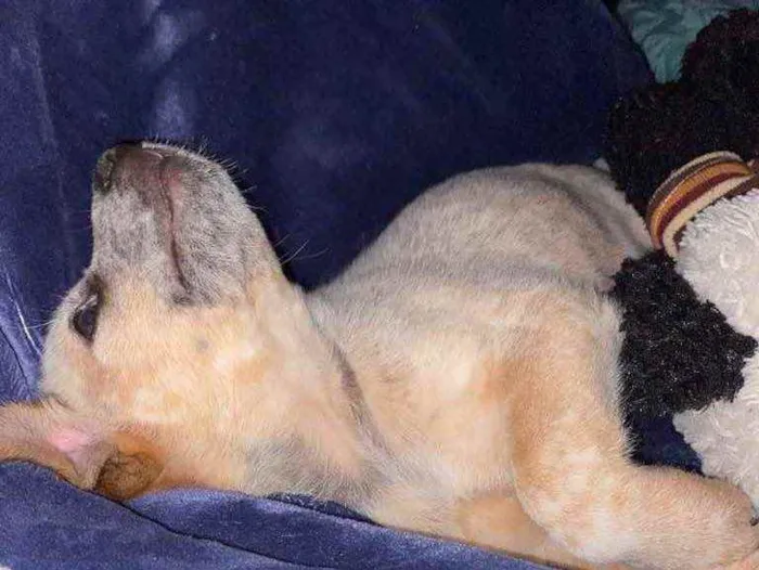 Cachorro ra a border collie e cattle dog idade Abaixo de 2 meses nome teo