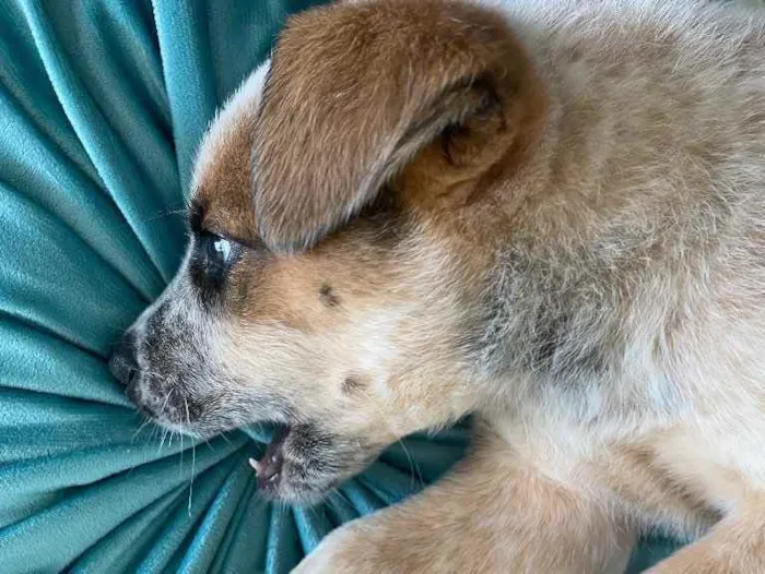 Cachorro ra a border collie e cattle dog idade Abaixo de 2 meses nome teo