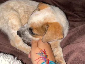 Cachorro raça border collie e cattle dog idade Abaixo de 2 meses nome teo