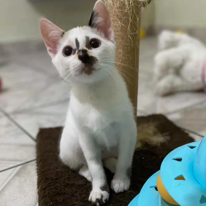 Gato raça SRD idade 2 a 6 meses nome Penélope 