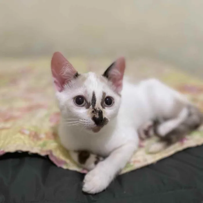 Gato raça SRD idade 2 a 6 meses nome Penélope 