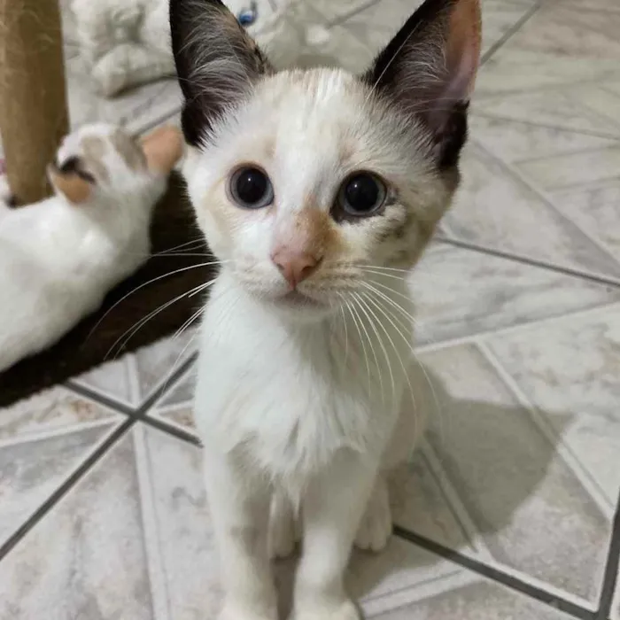 Gato raça SRD idade 2 a 6 meses nome Sophia