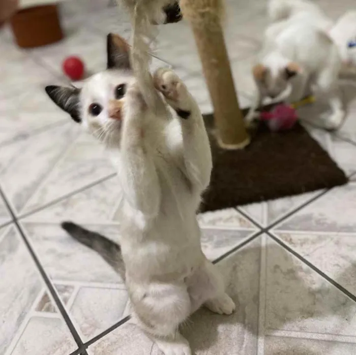 Gato raça SRD idade 2 a 6 meses nome Sophia