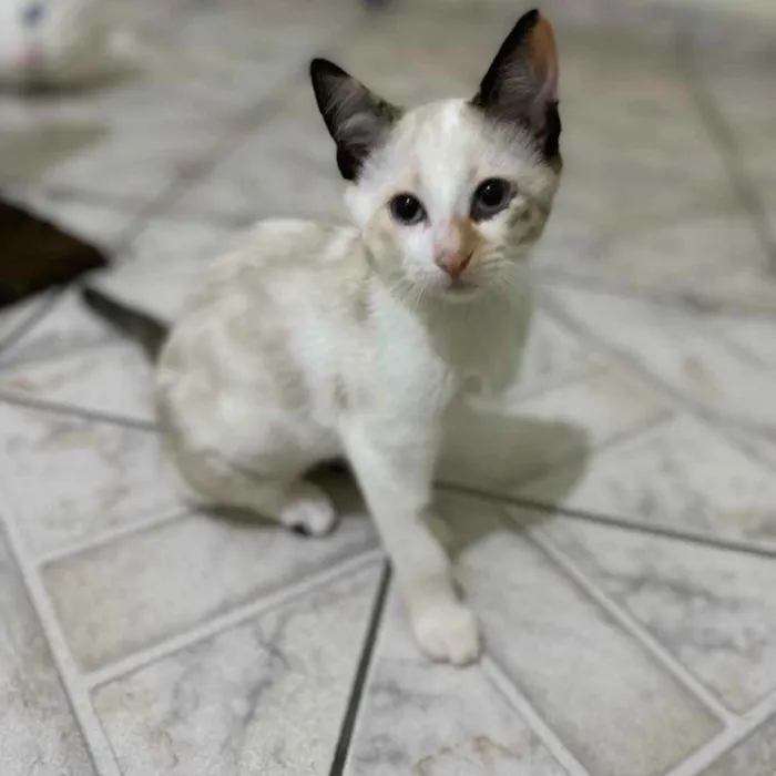 Gato raça SRD idade 2 a 6 meses nome Sophia