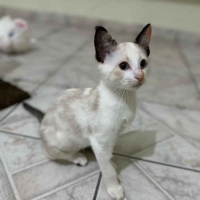 Gato raça SRD idade 2 a 6 meses nome Sophia