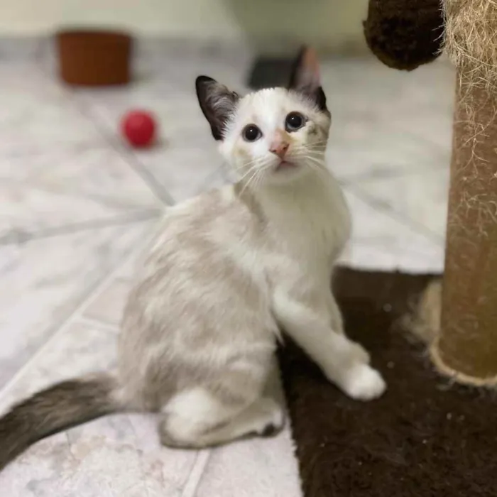 Gato raça SRD idade 2 a 6 meses nome Sophia