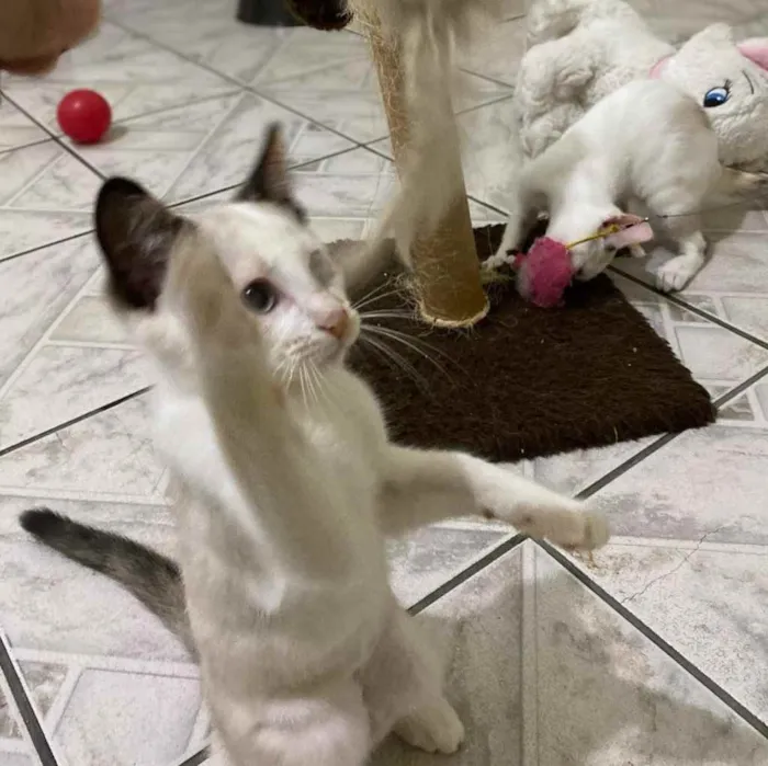 Gato raça SRD idade 2 a 6 meses nome Sophia