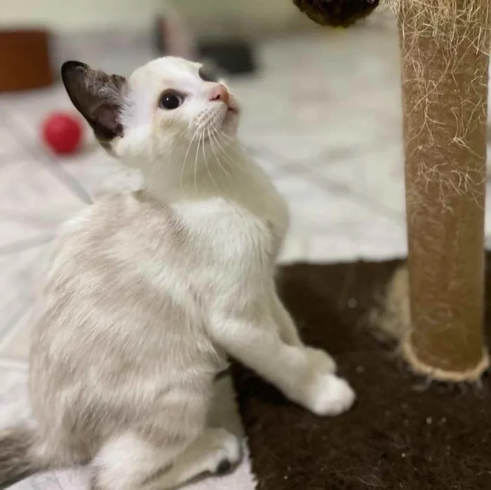 Gato raça SRD idade 2 a 6 meses nome Sophia