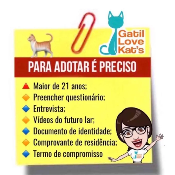 Gato raça SRD idade 2 a 6 meses nome Sophia