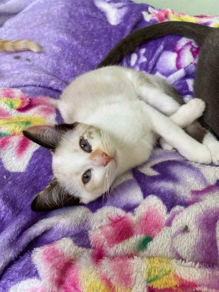 Gato raça SRD idade 2 a 6 meses nome Sophia