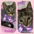 Gato raça SRD  idade 2 a 6 meses nome Rubi 