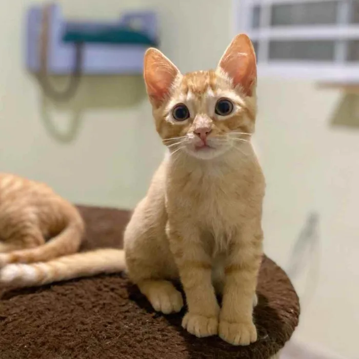 Gato raça SRD idade 2 a 6 meses nome Rony Jr