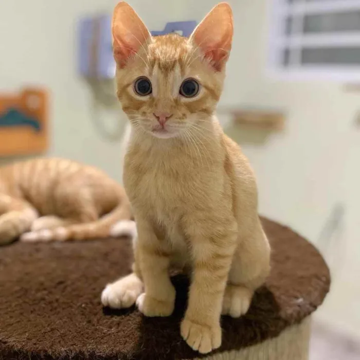 Gato raça SRD idade 2 a 6 meses nome Rony Jr