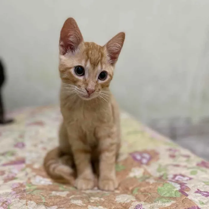 Gato raça SRD idade 2 a 6 meses nome Rony Jr