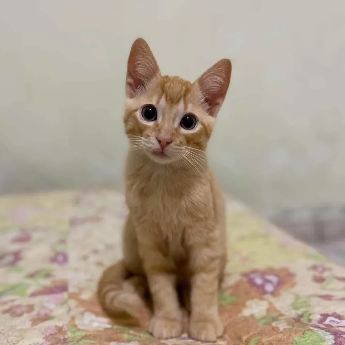 Gato raça SRD idade 2 a 6 meses nome Rony Jr