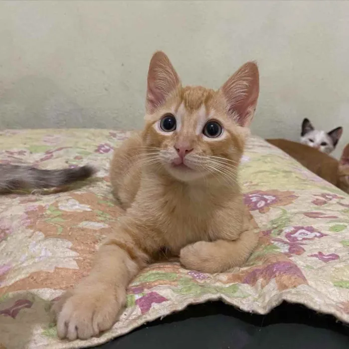 Gato raça SRD idade 2 a 6 meses nome Rony Jr