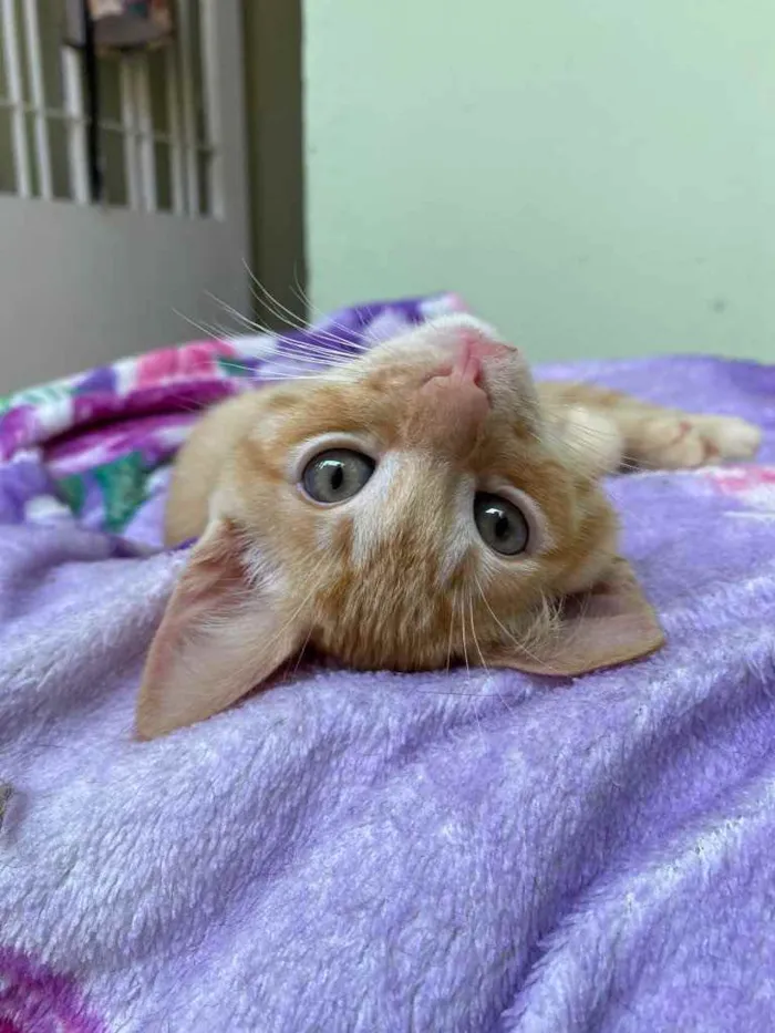 Gato raça SRD idade 2 a 6 meses nome Rony Jr