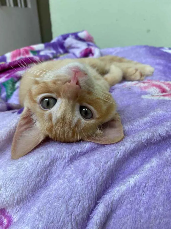 Gato raça SRD idade 2 a 6 meses nome Rony Jr