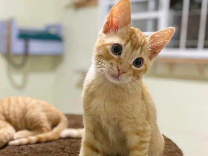 Gato raça SRD idade 2 a 6 meses nome Rony Jr