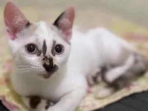 Gato raça SRD idade 2 a 6 meses nome Penélope 