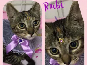 Gato raça SRD  idade 2 a 6 meses nome Rubi 