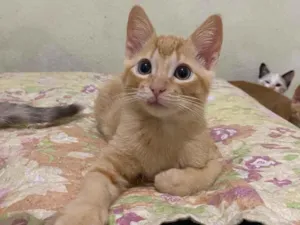 Gato raça SRD idade 2 a 6 meses nome Rony Jr